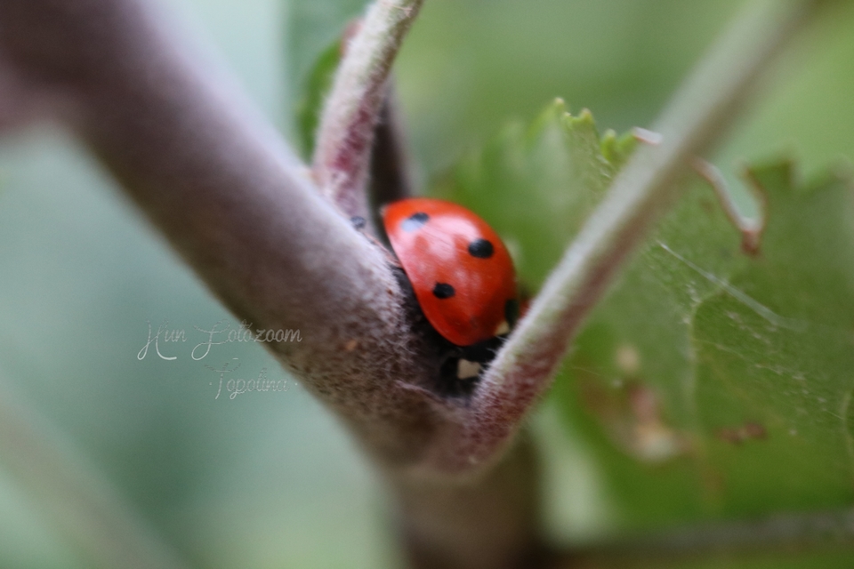 Coccinella septempunctata - hétpettyes katica