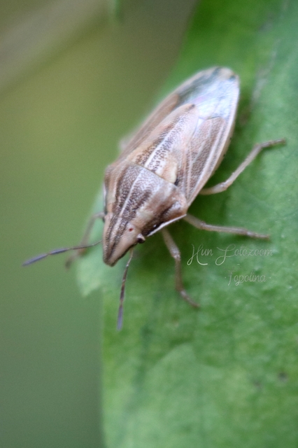 Aelia acuminata - közönséges szipolypoloska Aelia acuminata - közönséges szipolypoloska
