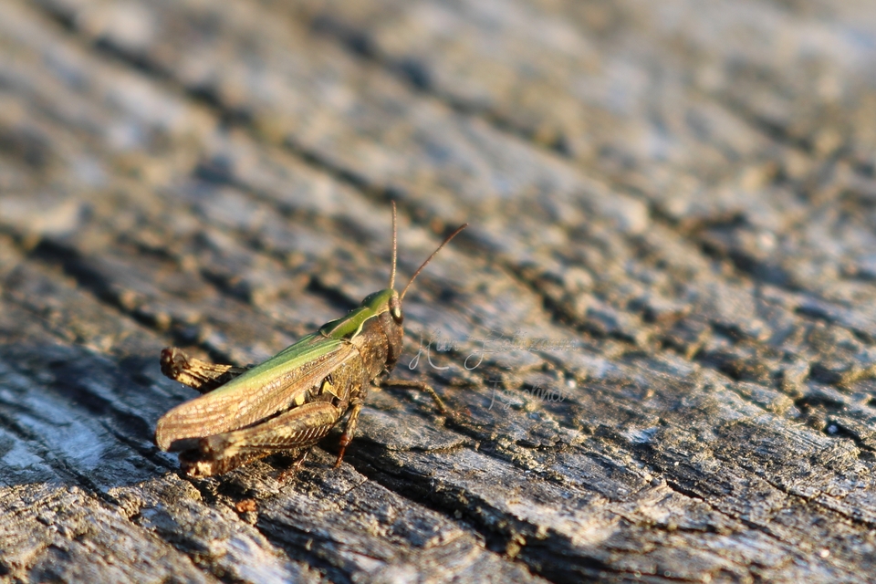 Omocestus rufipes - vöröshasú tarlósáska