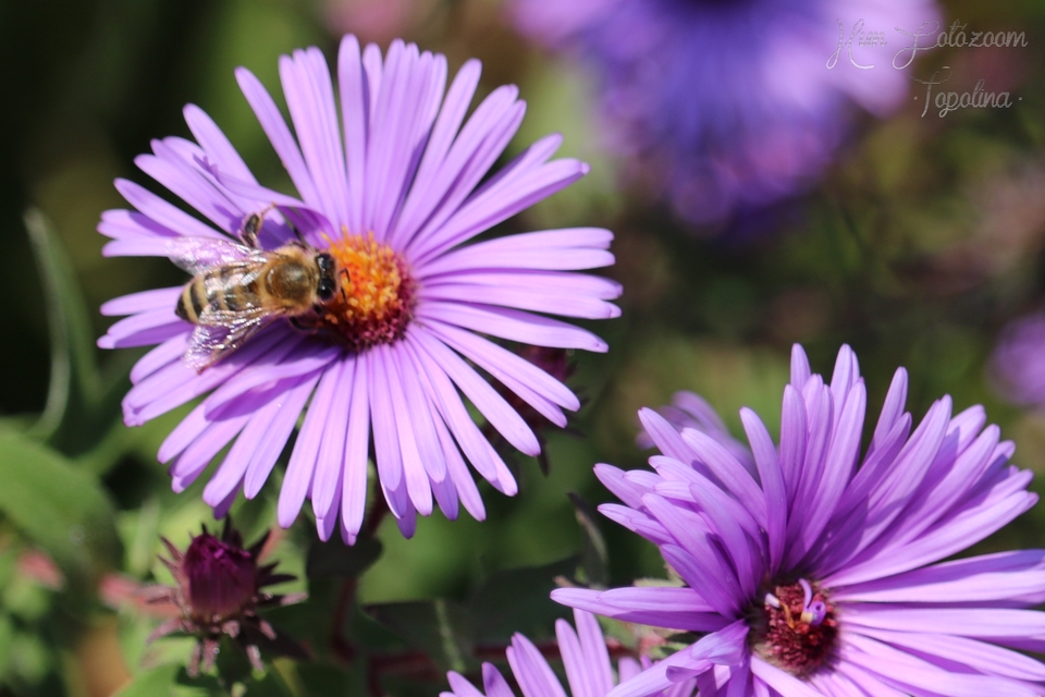 Apis mellifera - háziméh