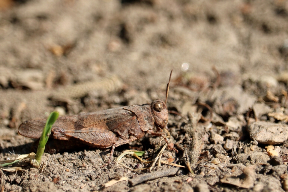 Oedipoda caerulescens - kékszárnyú sáska