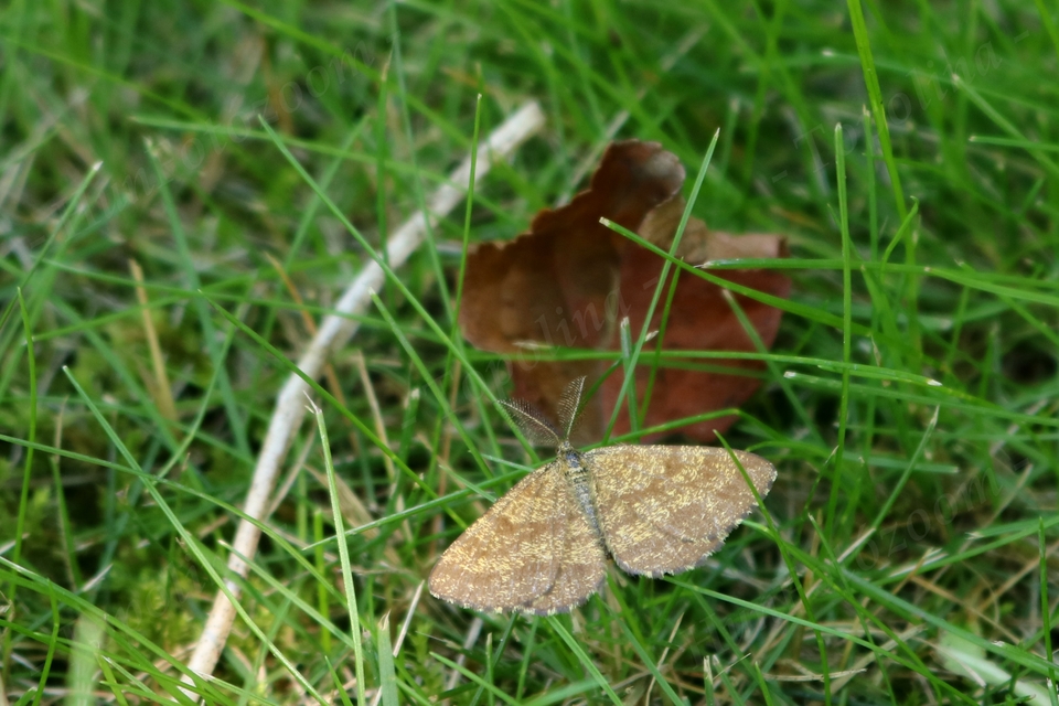 Ematurga atomaria - barna rétiaraszoló