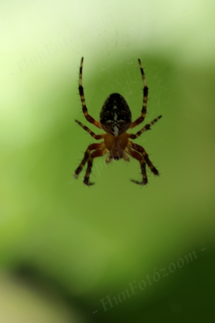 Araneus diadematus - koronás keresztespók Araneus diadematus - koronás keresztespók