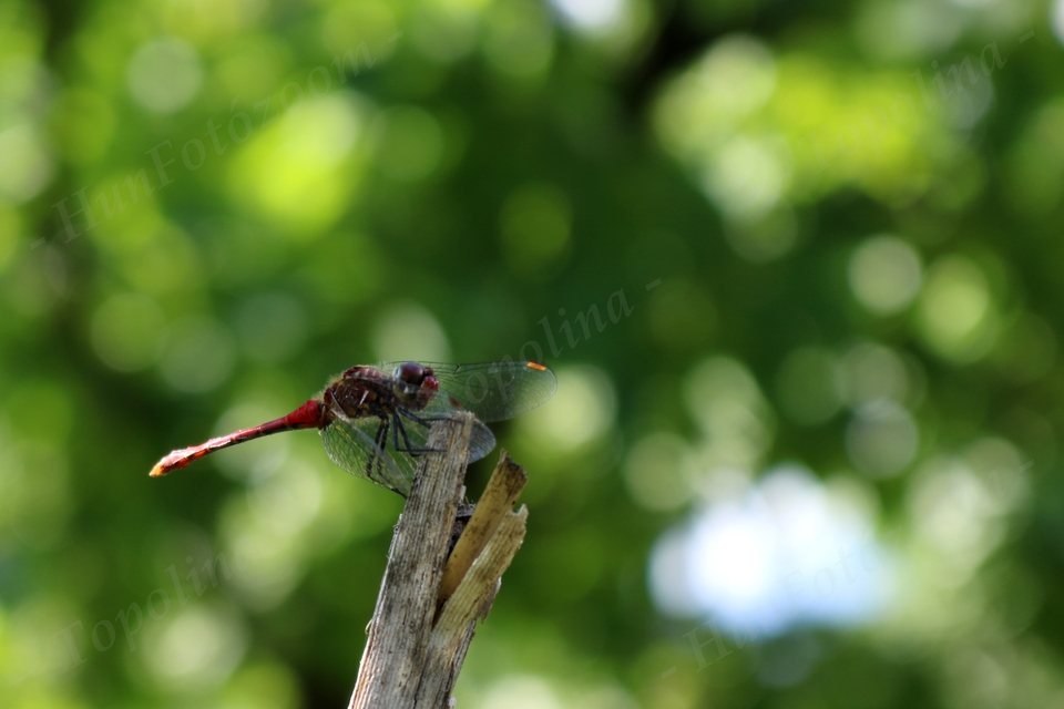 Sympetrum sanguineum - vörös katona-szitakötő