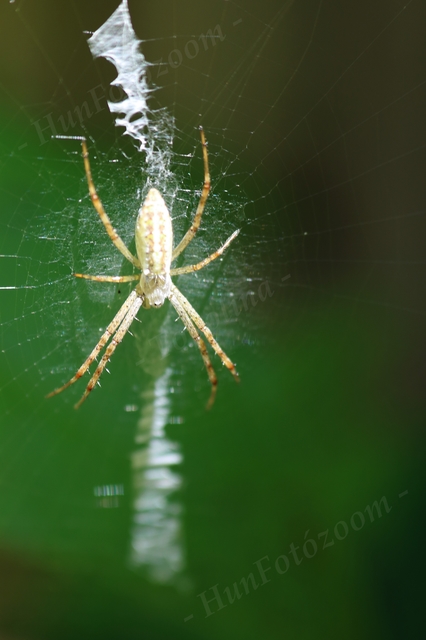 Argiope bruennichi - darázspók