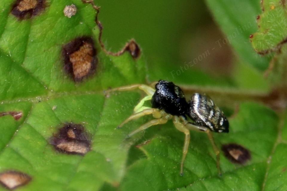Heliophanus