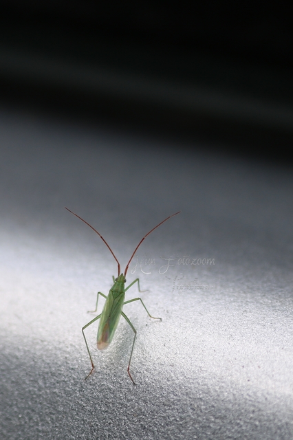 Trigonotylus