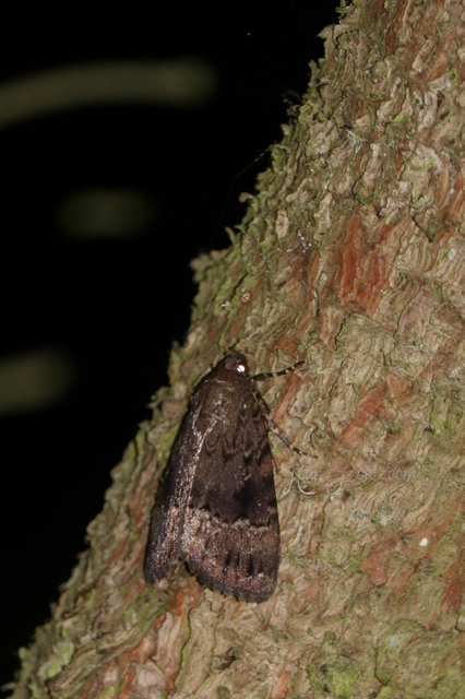 Amphipyra berbera/pyramidea