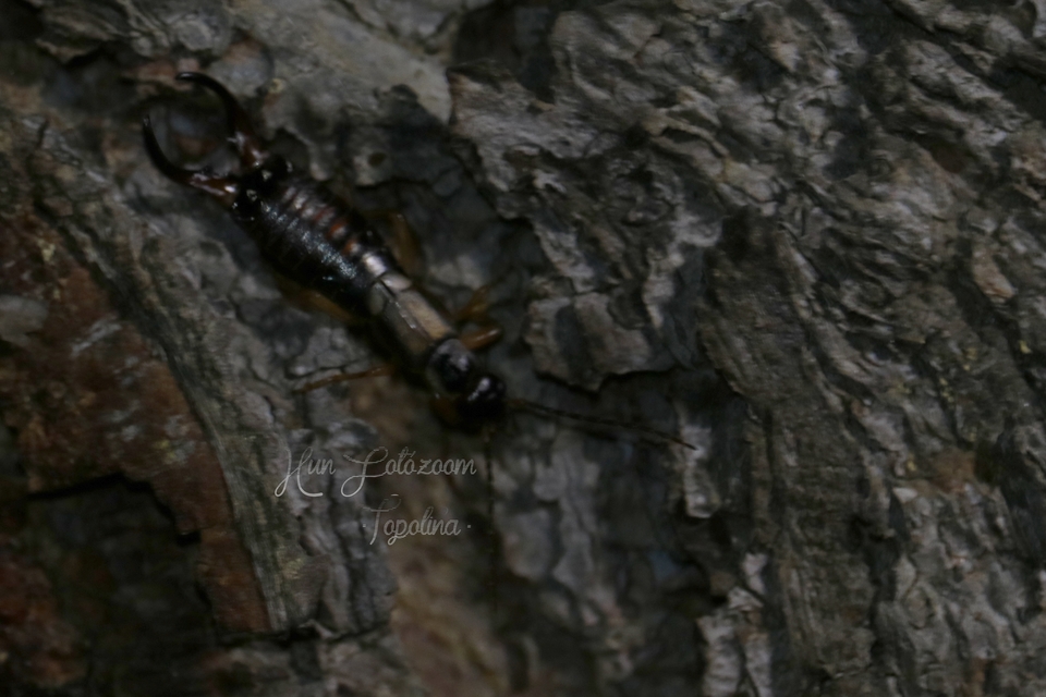 Forficula auricularia - közönséges fülbemászó