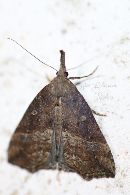 Hypena rostralis - közönséges karcsúbagoly