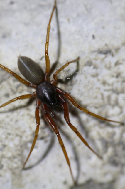 Dysderidae - fojtópókok