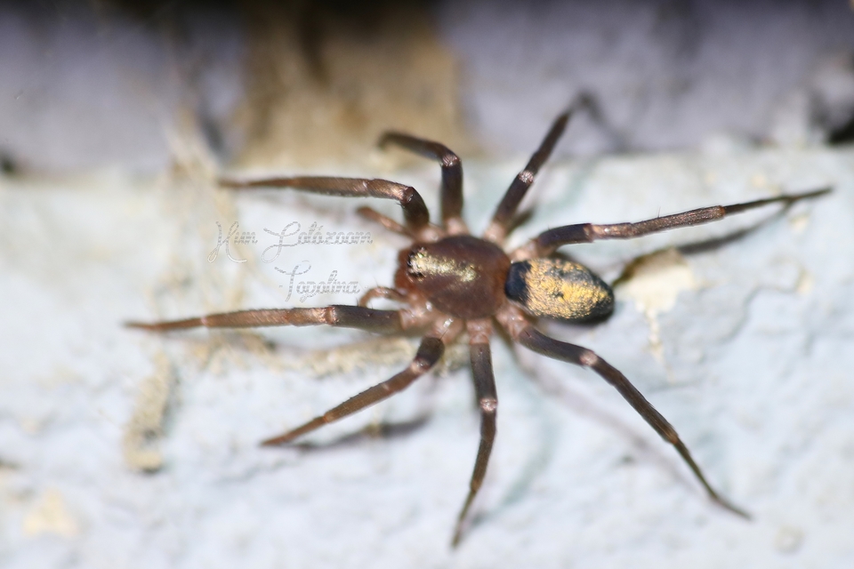 Drapeta rutilans - csillogó avarpók