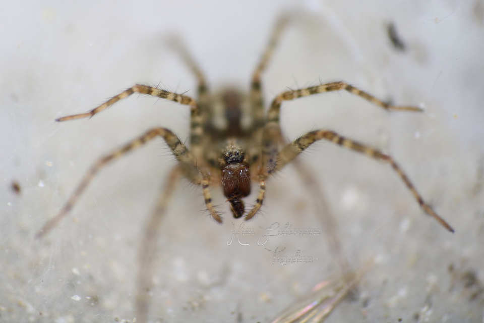 Tegenaria
