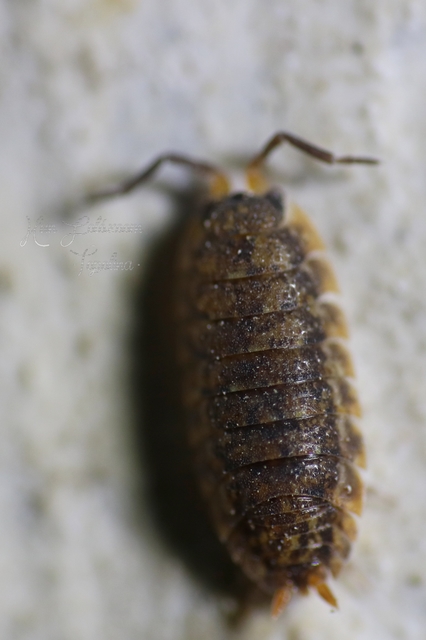 Porcellium
