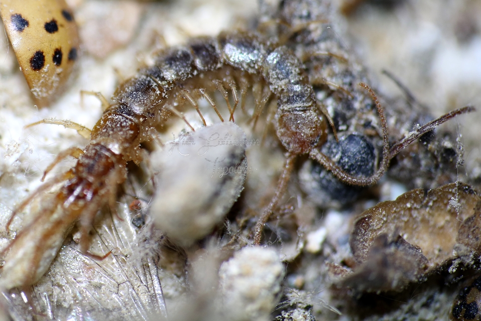 Lithobius