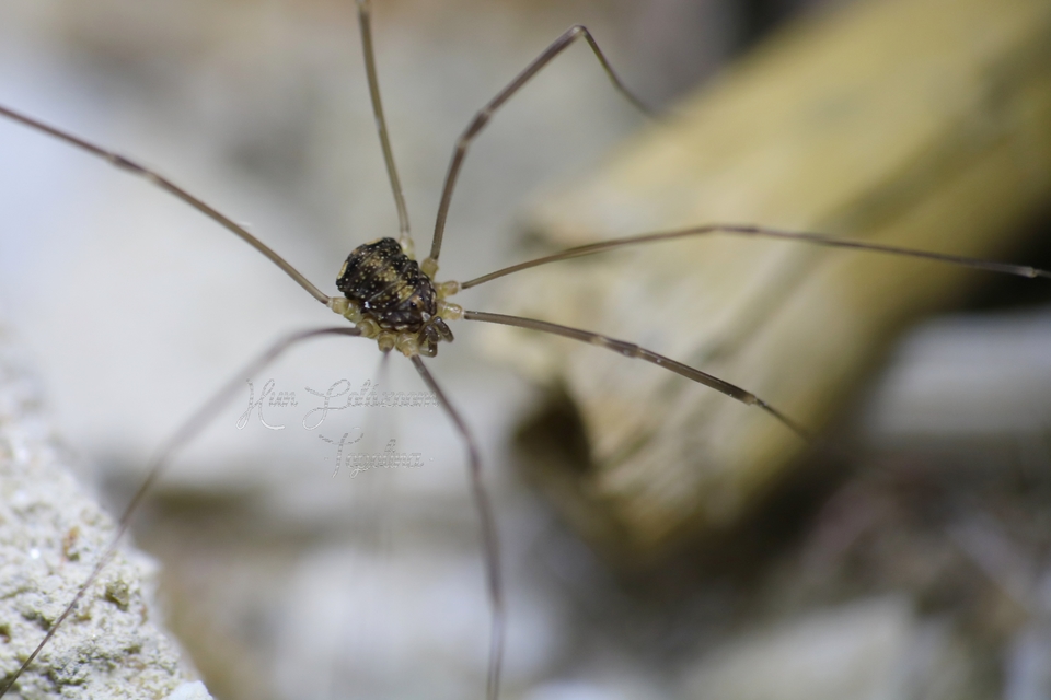 Opilio