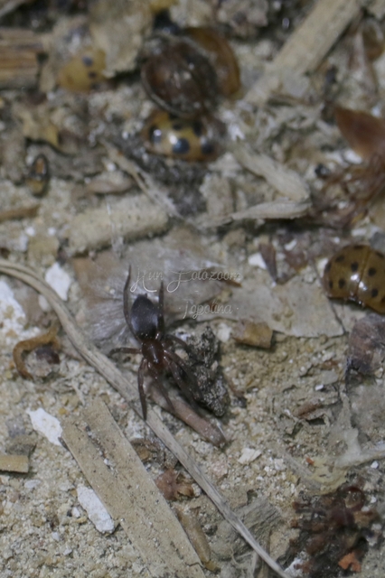 Gnaphosidae - kövipókok