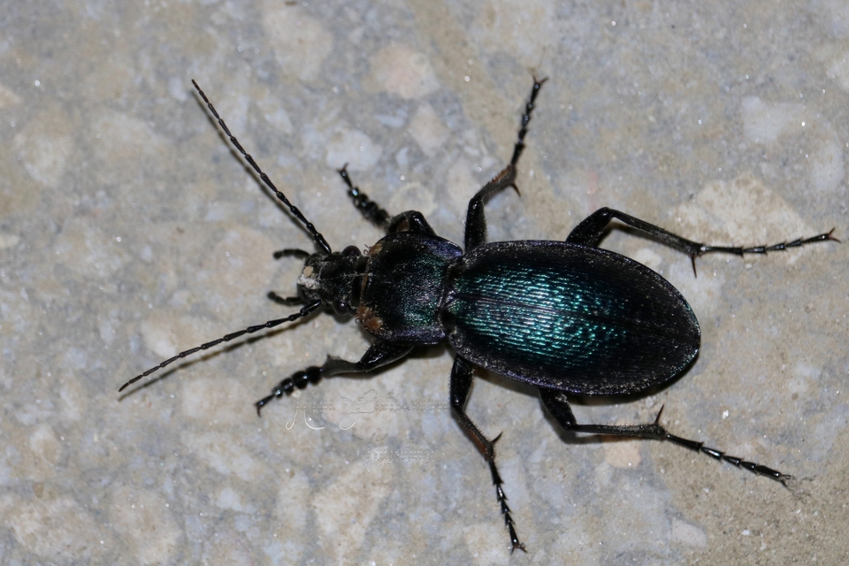 Carabus scheidleri - változó futrinka