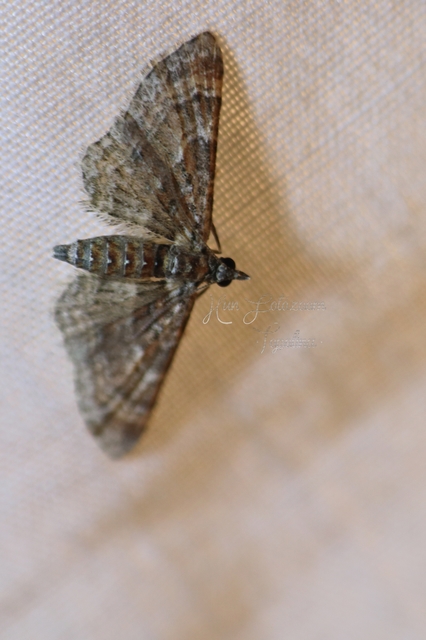Gymnoscelis rufifasciata - vöröscsíkos törpearaszoló