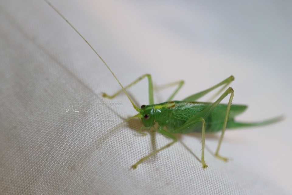 Meconema thalassinum - közönséges dobolószöcske