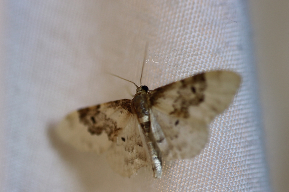Idaea rusticata - tarka apróaraszoló