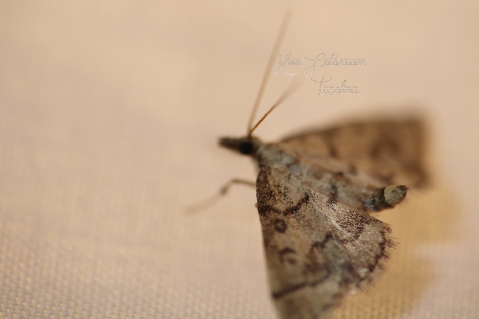 Metasia ophialis - kígyósávos tűzmoly