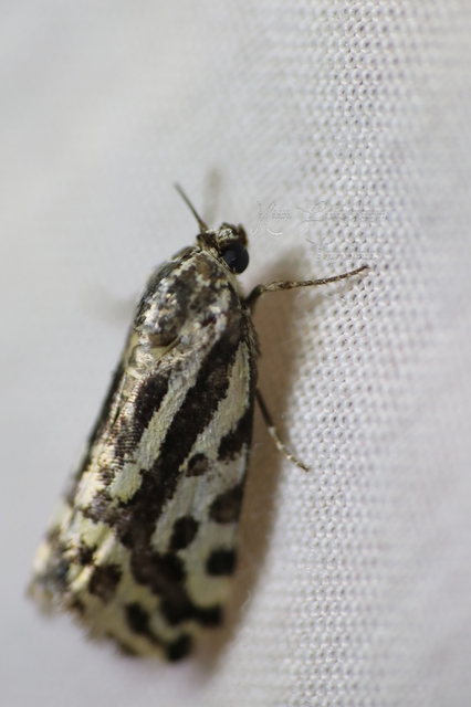 Emmelia trabealis - zebrabagoly