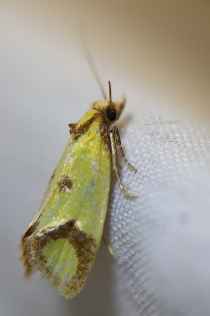 Agapeta zoegana - barnacsíkos sárgamoly