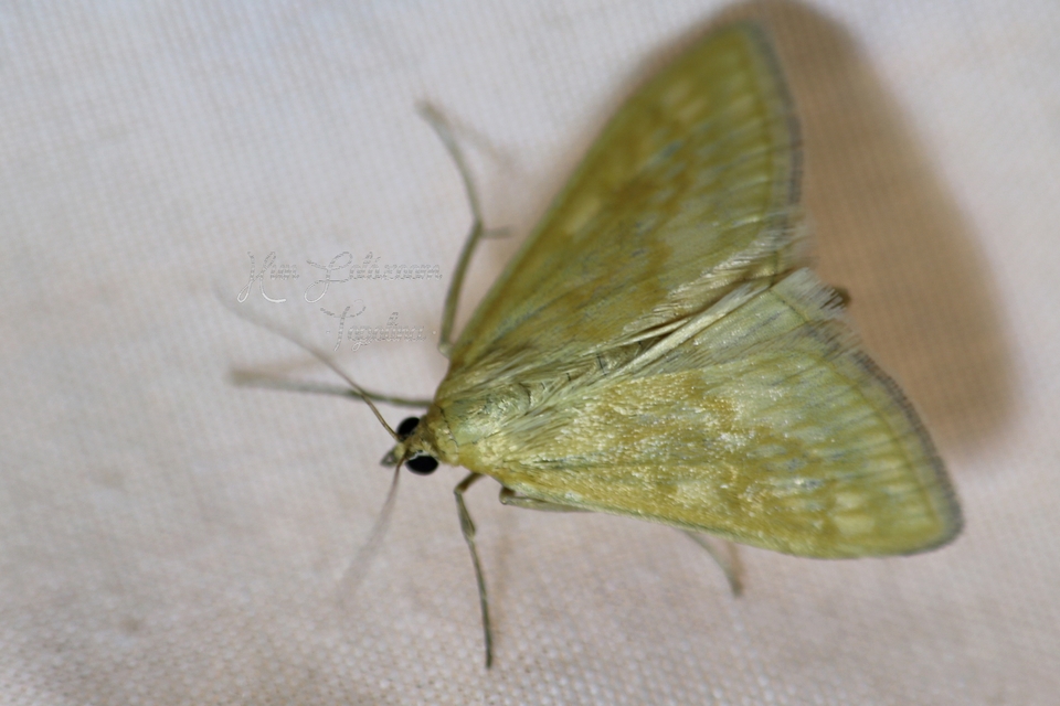Sitochroa verticalis - világossárga dudvamoly