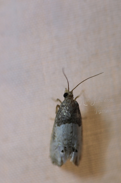 Notocelia