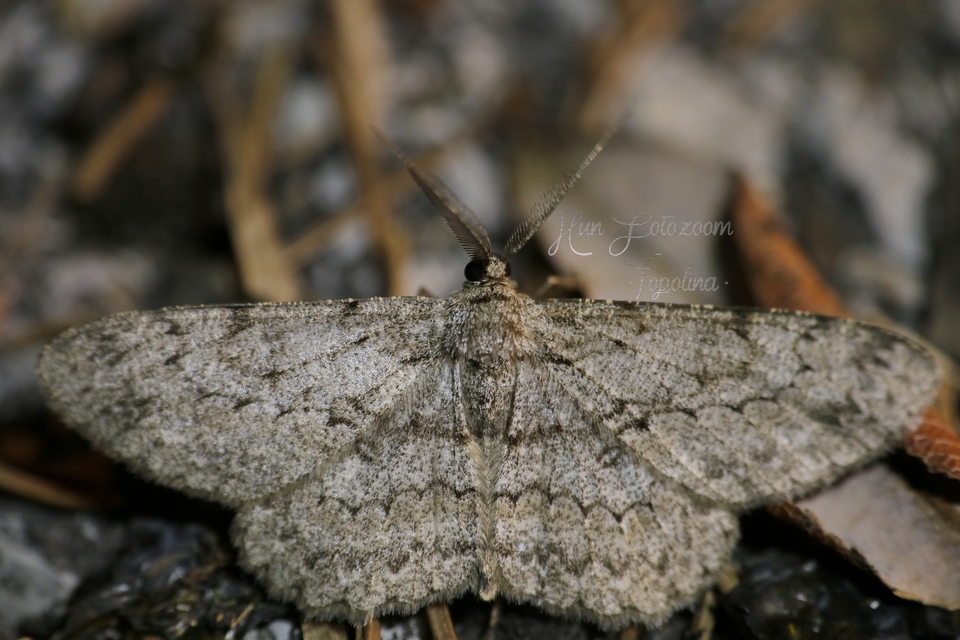 Hypomecis punctinalis - pettyes faaraszoló