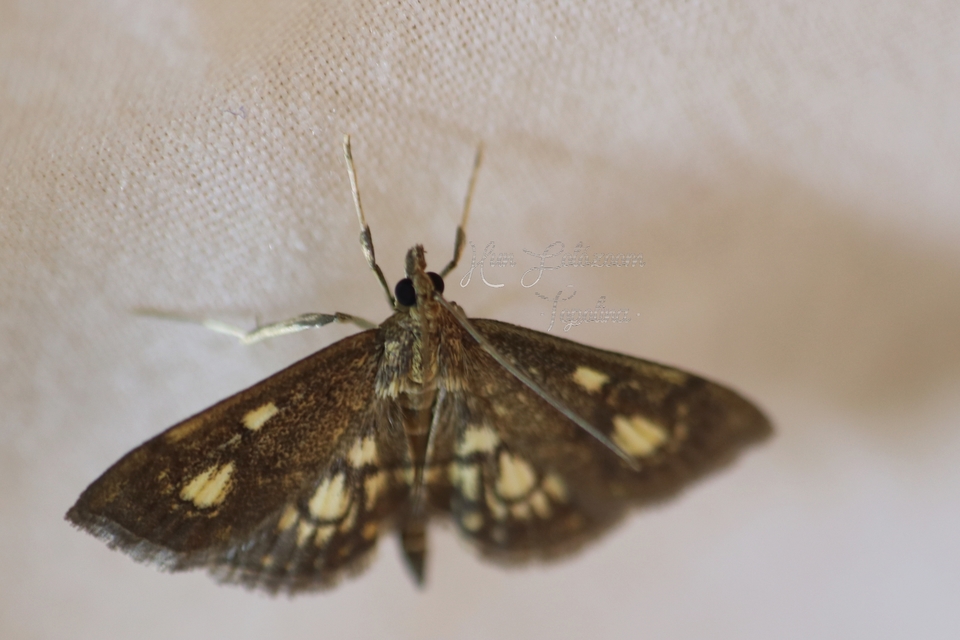 Anania stachydalis - mocsári dudvamoly