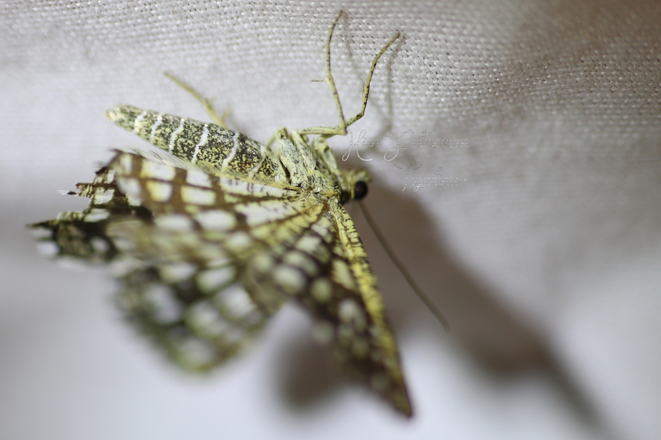 Chiasmia clathrata - rácsos rétiaraszoló