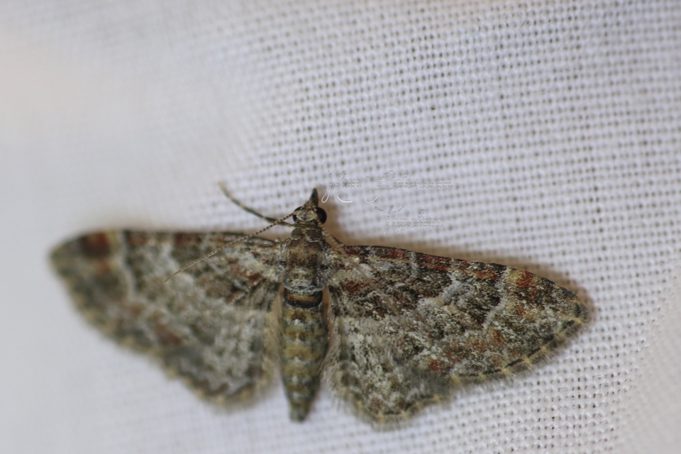 Gymnoscelis rufifasciata - vöröscsíkos törpearaszoló