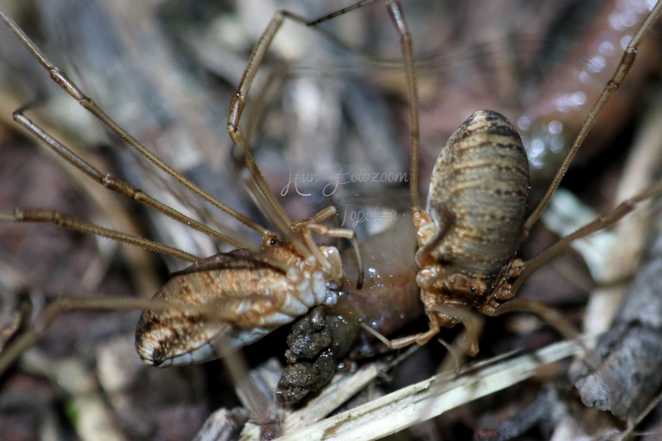 Opilio