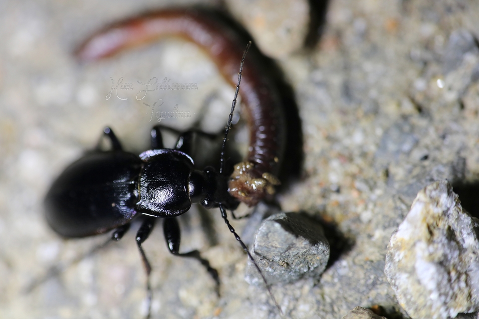 Carabus scheidleri praescheidleri - mecseki változó futrinka Carabus scheidleri praescheidleri - mecseki változó futrinka
