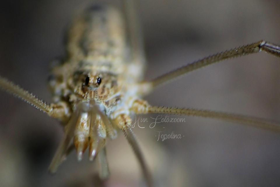 Phalangium opilio