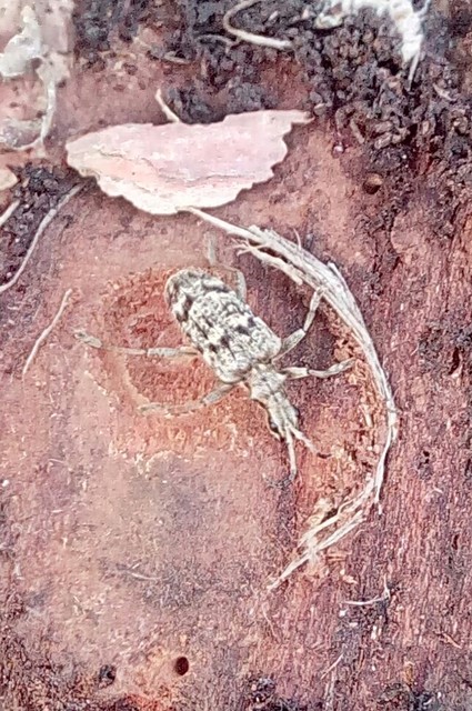 Rhagium inquisitor - fenyves-tövisescincér