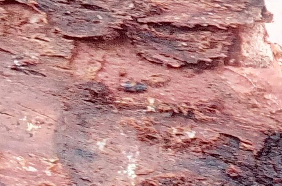 Bitoma crenata - szalagos héjbogár