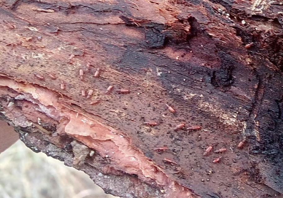Silvanus unidentatus - rozsdás fogasnyakú-lapbogár