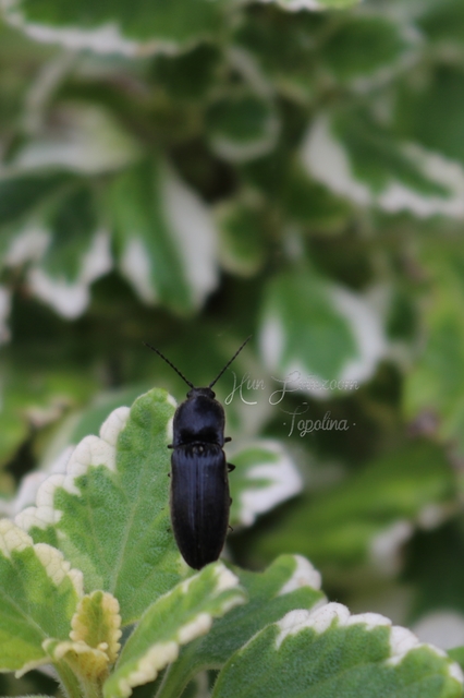 Agriotes ustulatus - mezei pattanó