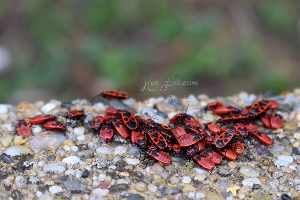 Pyrrhocoris apterus - verőköltő poloska