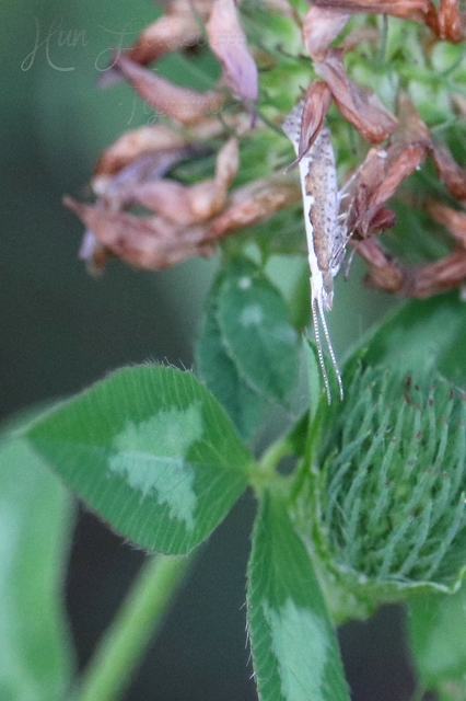 Plutella xylostella - káposztamoly
