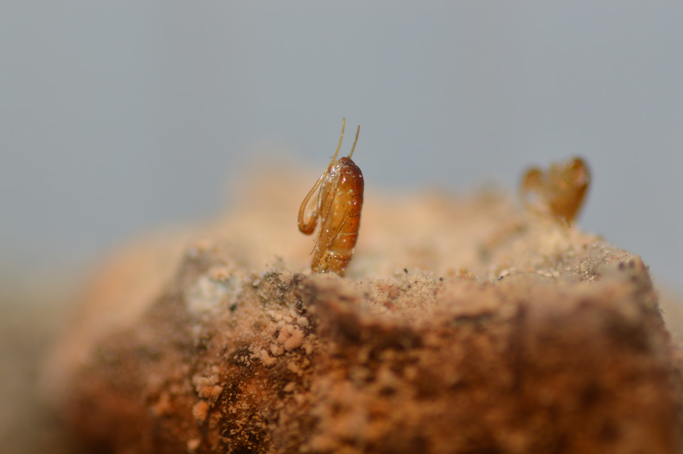 Tineidae - ruhamolyfélék