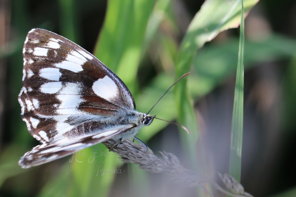 Melanargia galathea - sakktáblalepke