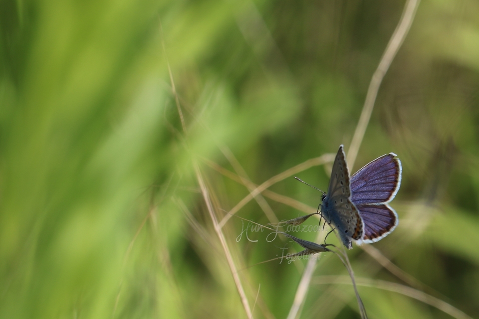 Plebejus argyrognomon - tintakék boglárka