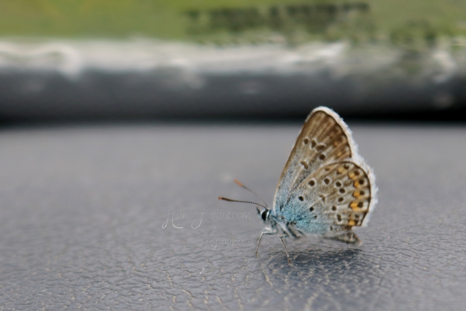 Plebejus argus - ezüstös boglárka