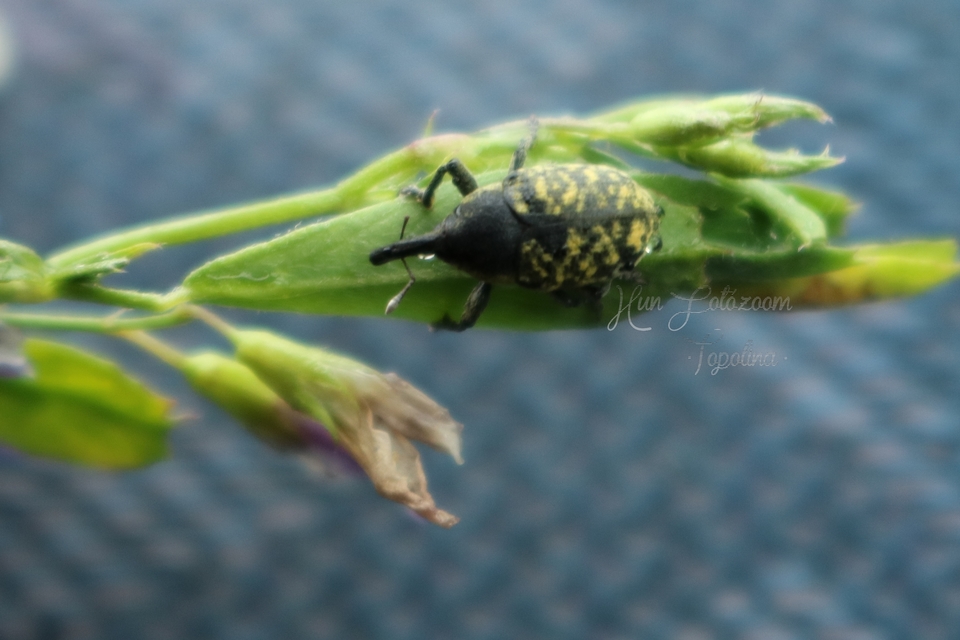 Larinus iaceae - sávosnyakú púderbarkó