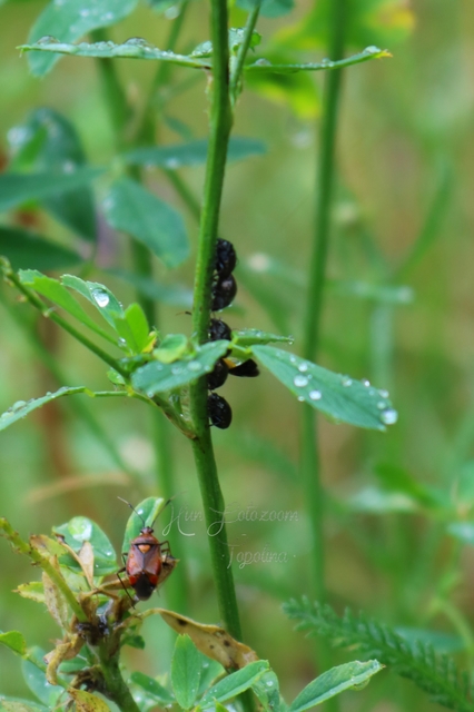 Deraeocoris ruber - vöröses mezeipoloska