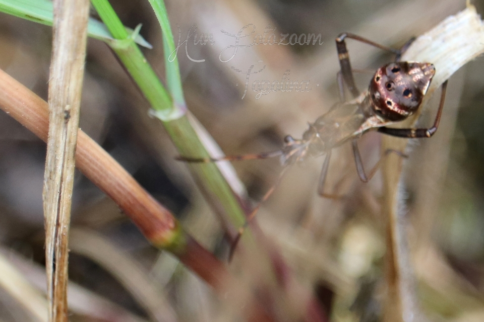 Camptopus lateralis - görbelábú karimáspoloska